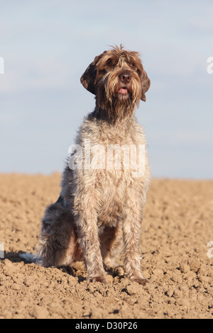 Hund Drahthaar deuten Griffon / Korthals Griffon Erwachsenen sitzen in einem Feld Stockfoto