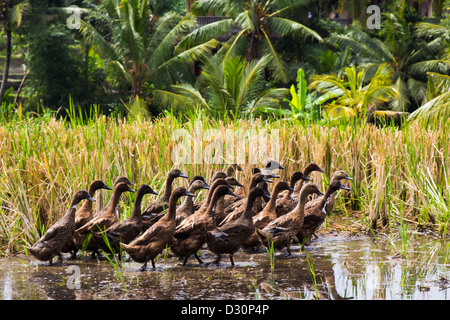 Enten im Reisfeld Stockfoto