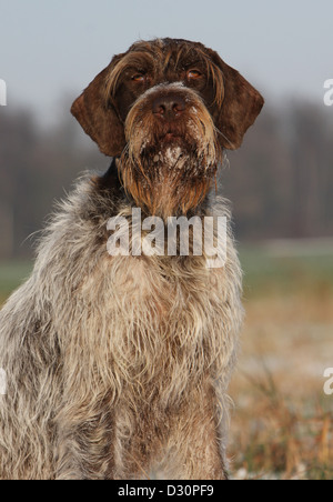 Hund Drahthaar deuten Griffon / Korthals Griffon Erwachsenen Porträt Stockfoto