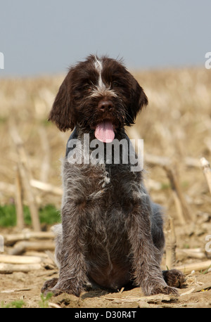 Hund Drahthaar deuten Griffon / Korthals Griffon Welpen sitzen ein Feld Stockfoto