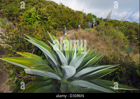 Kakteen und Touristen Wandern auf Volcan Santa Ana (2365m), Parque Nacional Los Vulkane, El Salvador, Mittelamerika Stockfoto