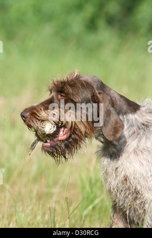 Hund Drahthaar deuten Griffon / Korthals Griffon Erwachsenen mit ein Rebhuhn in Mund Stockfoto