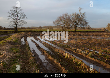 Überfluteten Feldern in Wiltshire Stockfoto