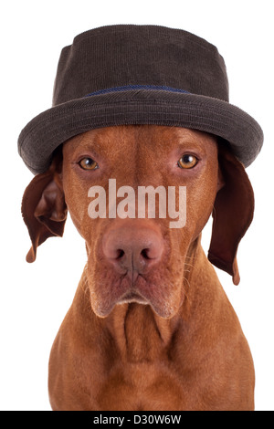 Magyar Vizsla-Jagdhund mit Cord Hut auf weißem Hintergrund Stockfoto