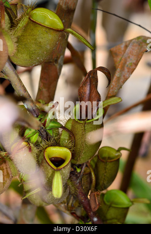 Kannenpflanze (Nepenthes Ampullaria). Sarawak, Borneo, Malaysia. Stockfoto