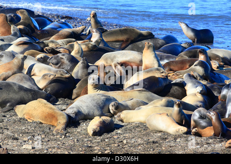 Eine Kolonie von Seeelefanten und Seelöwen in Kalifornien. Stockfoto