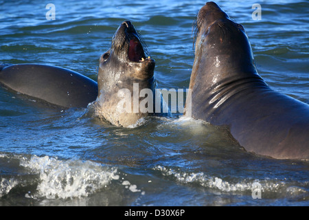 Ein paar männliche Seeelefanten kämpfen in der Brandung im Ano Nuevo Rookery in Nordkalifornien. Stockfoto