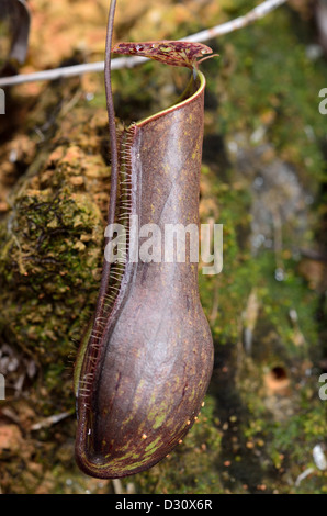 Kannenpflanze (Nepenthes sp.). Sarawak, Borneo, Malaysia. Stockfoto