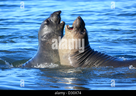 Ein paar männliche Seeelefanten kämpfen in der Brandung im Ano Nuevo Rookery in Nordkalifornien. Stockfoto