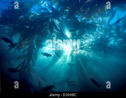 Ein Kelpwald in Kalifornien mit den Schulen der Drachenköpfe. Stockfoto