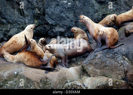 Schlagwörter Steller Seelöwen (Eumetopias jubatus) an der Küste von Alaska. Stockfoto