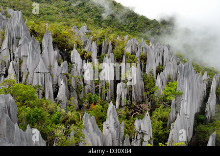 Kalkstein Pinnacles Mount API, Gunung Mulu National Park. Sarawak, Borneo, Malaysia. Stockfoto