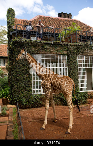 Rothschild-Giraffen außerhalb von Giraffe Manor, AFEW Giraffe Centre, Nairobi, Kenia Stockfoto