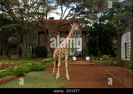 Rothschild-Giraffen außerhalb von Giraffe Manor, AFEW Giraffe Centre, Nairobi, Kenia Stockfoto