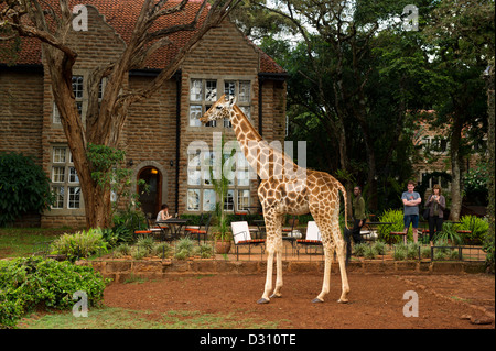 Rothschild-Giraffen außerhalb von Giraffe Manor, AFEW Giraffe Centre, Nairobi, Kenia Stockfoto