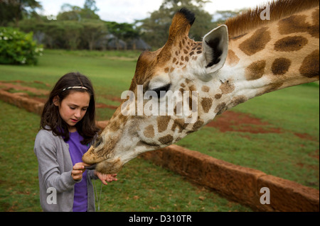 Mädchen, die Fütterung ein Rothschild-Giraffen am Giraffe Manor, AFEW Giraffe Centre in Nairobi, Kenia Stockfoto