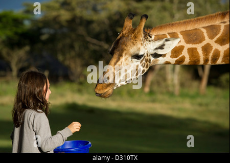 Mädchen, die Fütterung ein Rothschild-Giraffen am Giraffe Manor, AFEW Giraffe Centre in Nairobi, Kenia Stockfoto