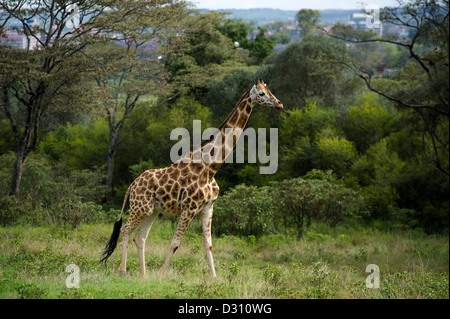 Rothschild-Giraffen (Giraffa Plancius Rothschildi), AFEW Giraffe Centre, Nairobi, Kenia Stockfoto