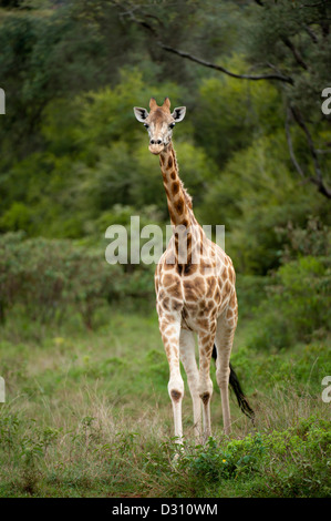 Rothschild-Giraffen (Giraffa Plancius Rothschildi), AFEW Giraffe Centre, Nairobi, Kenia Stockfoto