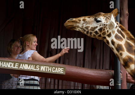 Touristen, die Fütterung der Rothschild-Giraffen (Giraffa Plancius Rothschildi), AFEW Giraffe Centre, Nairobi, Kenia Stockfoto