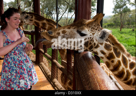 Touristen, die Fütterung der Rothschild-Giraffen (Giraffa Plancius Rothschildi), AFEW Giraffe Centre, Nairobi, Kenia Stockfoto