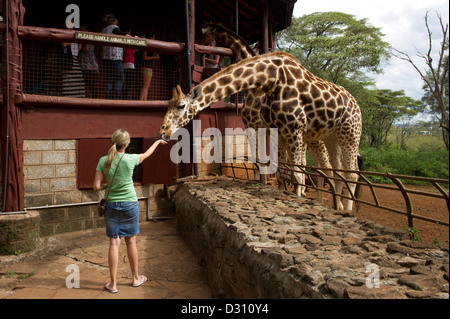 Touristen, die Fütterung der Rothschild-Giraffen (Giraffa Plancius Rothschildi), AFEW Giraffe Centre, Nairobi, Kenia Stockfoto