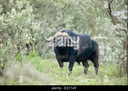 Büffel (Syncerus Caffer Caffer), Hells Gate Nationalpark, Naivasha, Kenia Stockfoto