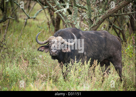 Büffel (Syncerus Caffer Caffer), Hells Gate Nationalpark, Naivasha, Kenia Stockfoto