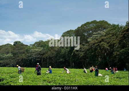 Teepflückerinnen außerhalb Kakamega Forest National Reserve, Kenia Stockfoto