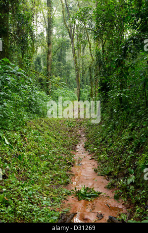 Wald Weg, Kakamega Forest National Reserve, Kenia Stockfoto