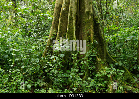 Feigenbaum, Kakamega Forest National Reserve, Kenia Stockfoto