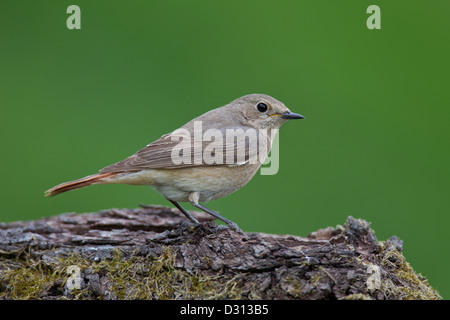 Gemeinsamen Gartenrotschwänze Gartenrotschwanz Phoenicurus phoen Stockfoto