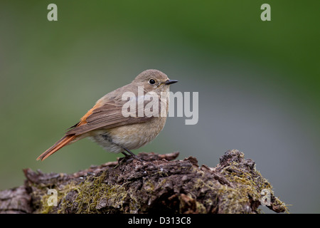 Gemeinsamen Gartenrotschwänze Gartenrotschwanz Phoenicurus phoen Stockfoto