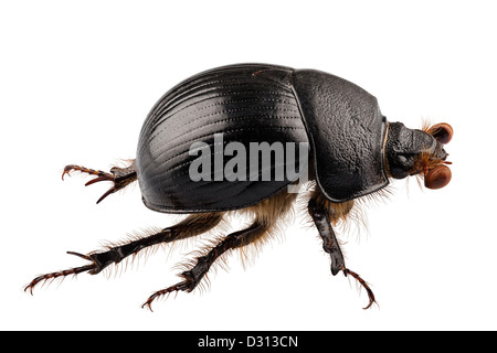 Erde-langweilig Mistkäfer Arten Geotrupes stercorarius Stockfoto