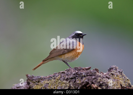 Gemeinsamen Gartenrotschwänze Gartenrotschwanz Stockfoto