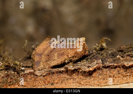 Kamelspinner Kamelzahnspinner Ptilodon capucina Stockfoto