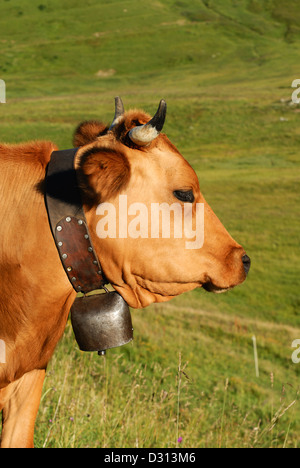 Kuh, Bauernhof Tier in den französischen Alpen, Abondance Rennen Kuh, savy, Beaufort Sur Doron Stockfoto