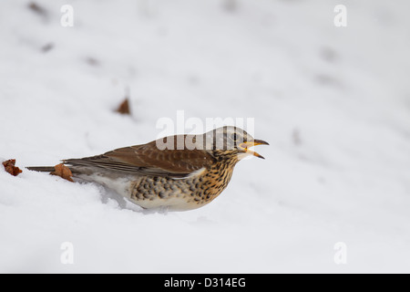 Wacholderdrossel Turdus Pilaris Wacholderdrossel drossel Stockfoto