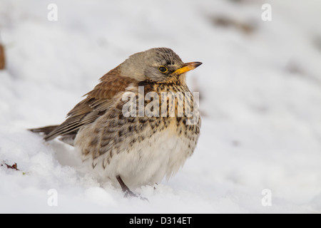 Wacholderdrossel Turdus Pilaris Wacholderdrossel drossel Stockfoto