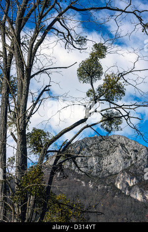 Großer Baum mit Mistel-Clustern und Bergen im Hintergrund Stockfoto