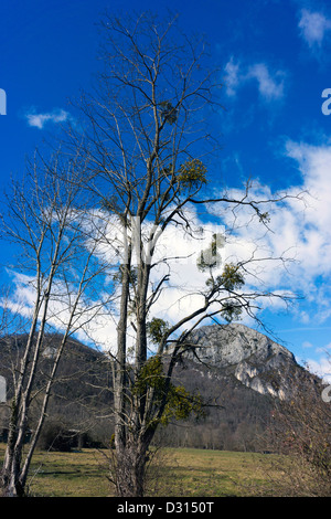 Großer Baum mit Mistel-Clustern und Bergen im Hintergrund Stockfoto