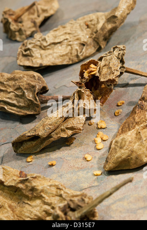 Traditionelle mexikanische Chipotles (getrocknete, geräucherte Jalapeno Chili Paprika), auch bekannt als Chili Meco. 2013. Stockfoto