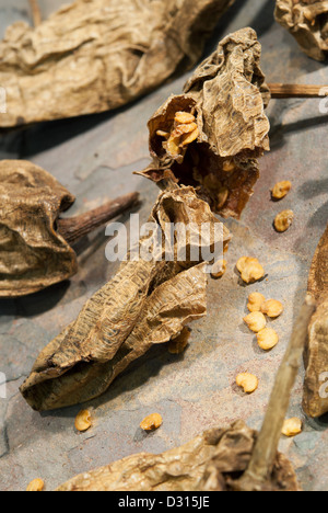 Traditionelle mexikanische Chipotles (getrocknete, geräucherte Jalapeno Chili Paprika), auch bekannt als Chili Meco. 2013. Stockfoto