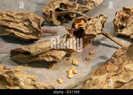 Traditionelle mexikanische Chipotles (getrocknete, geräucherte Jalapeno Chili Paprika), auch bekannt als Chili Meco. 2013. Stockfoto