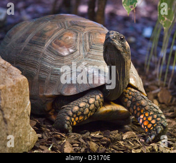 Gelbe Footed Schildkröte (Chelonoidis Verbreitungsgebiet) Stockfoto