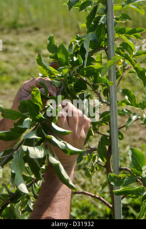 Ausbildung groß Spindel Apfelbaum mit Draht Stockfoto