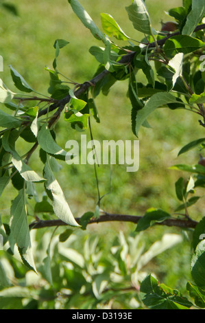 Ausbildung groß Spindel Apfelbaum mit Draht Stockfoto