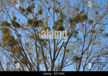 Mistelpflanze wächst auf einem Baum Stockfoto