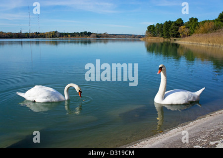 Schwäne im Teich, Bassin du Makler, Canal de Marseille, Frankreich Stockfoto