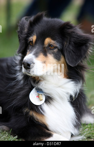 Porträt einer Frau Australian Shepherd, Deutschland Stockfoto